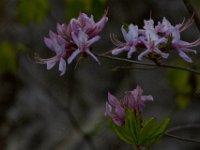 04-14-12-Rocky Gorge-5373