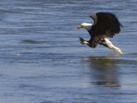 01-02-13-Conowingo Dam-5168