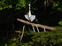 06-01-13-Rocky Gorge0477