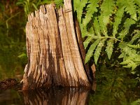 06-15-13-Rocky Gorge-0806