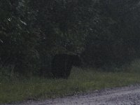 08-13-13-NC-Alligator River