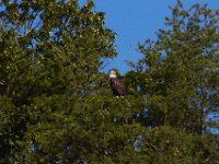 09-07-13-Nanjemoy-7089