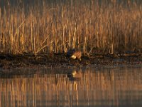 04-12-14-Mattawoman-2862