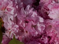 05-01-14-Cherry Blossoms-3121