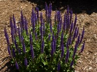 06-01-14-GMas Flowers-4782