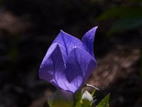 06-01-14-GMas Flowers-4788