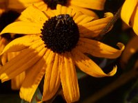 08-20-14-Flowers-9801