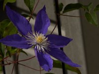 08-20-14-Flowers-9817