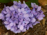 08-20-14-Flowers-9829