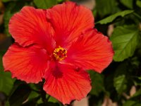 08-20-14-Flowers-9862