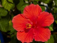 08-20-14-Flowers-9864