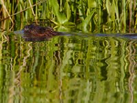 06-01-14-Nanjemoy-4639