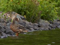 06-22-14-St Marys Lake-5945