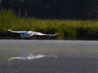 07-05-14-Nanjemoy-6833
