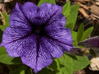 07-19-14-Nat Aboretum-8006
