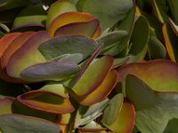 07-19-14-Nat Aboretum-8031