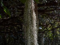 07-19-14-Nat Aboretum-8049