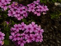 07-19-14-Nat Aboretum-8055