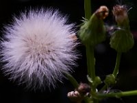 07-19-14-Nat Aboretum-8061
