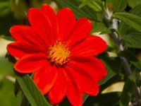 07-19-14-Nat Aboretum-8074