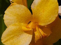 07-19-14-Nat Aboretum-8086