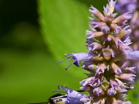 07-19-14-Nat Aboretum-8113