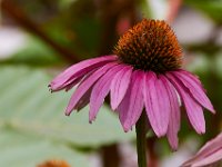07-19-14-Nat Aboretum-8116