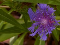 07-19-14-Nat Aboretum-8202