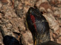 04-12-15-Rocky Gorge-21094
