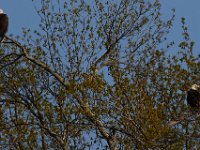 04-18-15-Nanjemoy-21470