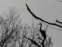 04-19-15-Piscatawat-21671