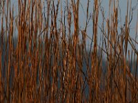 05-06-15-Nanjemoy-22641