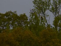 05-06-15-Nanjemoy-22718