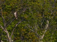 05-07-15-Mattaponi-Selbys-22970