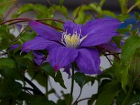 05-10-15-Ts Flowers-23106