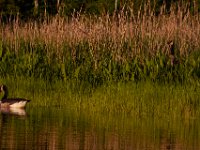 05-23-15-Nanjemoy-23353