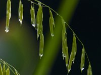 06-20-15-Nanjemoy-25692