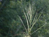 07-12-15-Shadding Reach-27075