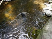 Poconos-July-2015-28101