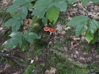 Poconos-July-2015-28109