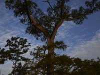 08-11-15-Alligator River-28993