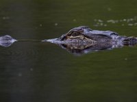 08-11-15-Alligator River-29144