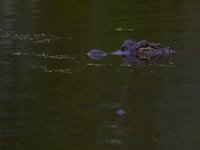 08-11-15-Alligator River-29148