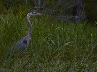 08-11-15-Alligator River-29185