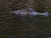 08-11-15-Alligator River-29235