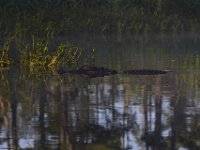 08-13-15-Alligator River-29412