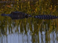 08-13-15-Alligator River-29443