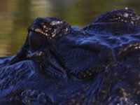 08-13-15-Alligator River-29445