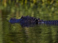 08-13-15-Alligator River-29618
