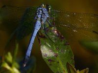 08-13-15-Alligator River-29655